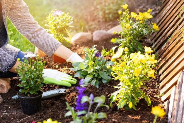 10 Gardening Tips for Achieving Your Goals & Lawn Care