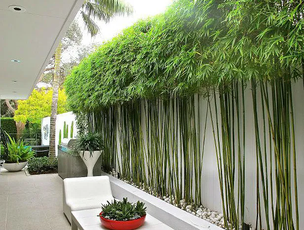 Bamboo Garden: The Ultimate Guide to Landscaping