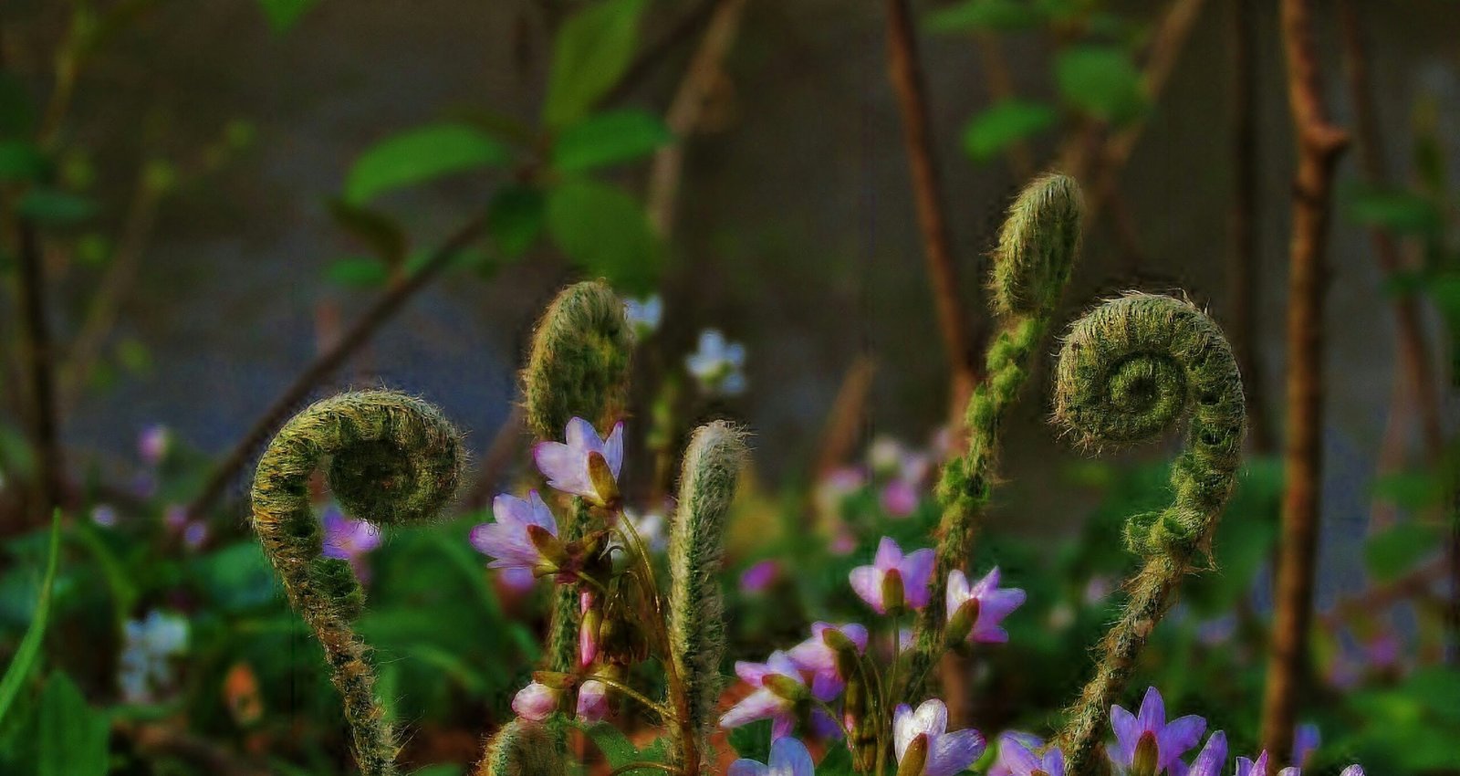 purple flower on field